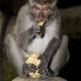 monkey_macaque_balinese_mf_ubud_v_0792_bal0805.jpg